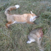 Senátor to vyriešil.