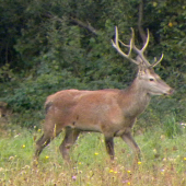 Mladenec