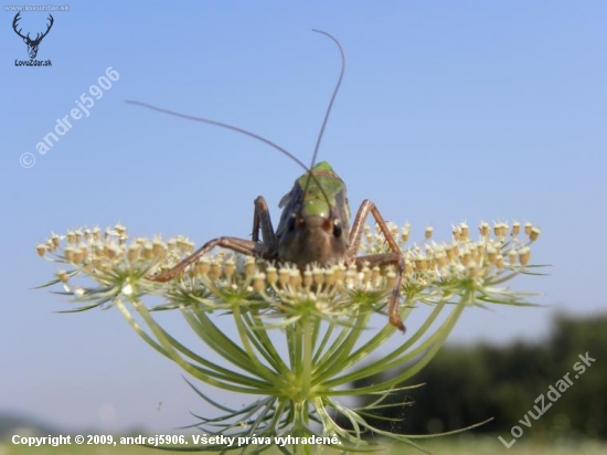 štartovacia plocha