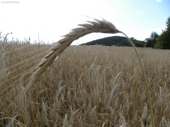 žitko