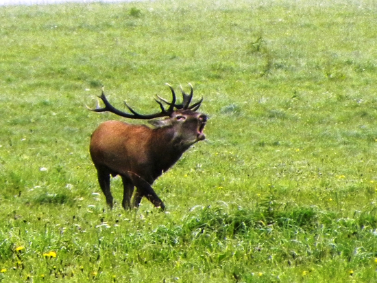 Ruja - 2017.