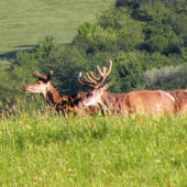 Ráno.