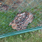 Odložene.