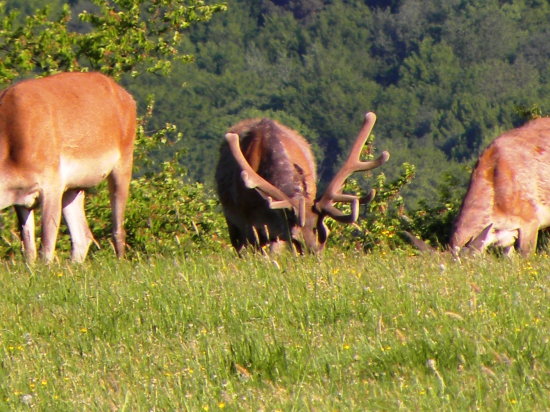 Pekne im rastu.