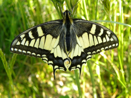 Na lučke kvetnatej.