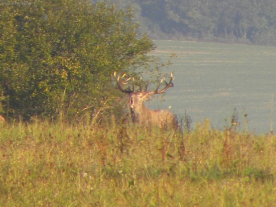 ruja2009.