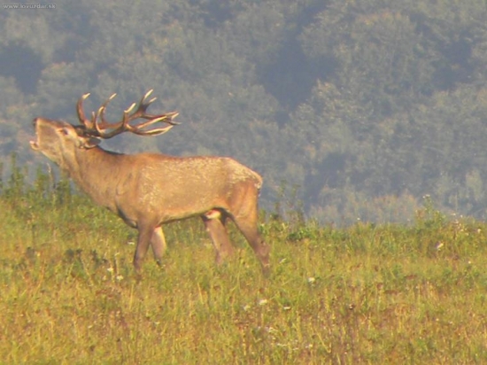 ruja2009.