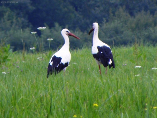 Dvaja