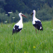 Dvaja
