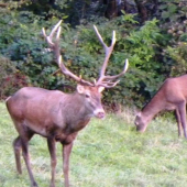 ruja2009.