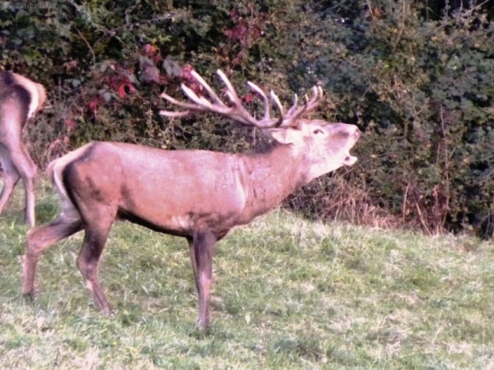 ruja2009.