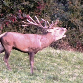 ruja2009.