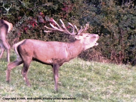 ruja2009.