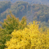 Jeseň