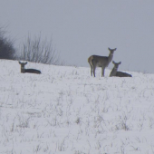 Takto čakajú 50m od krmelca