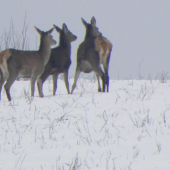 Už som ich vyrušil