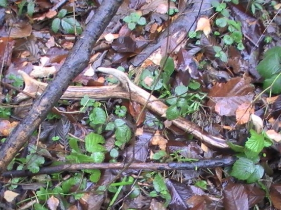 a predsa som našiel