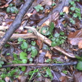 a predsa som našiel