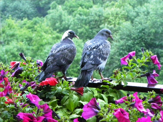 Prišli ma ráno zobudiť