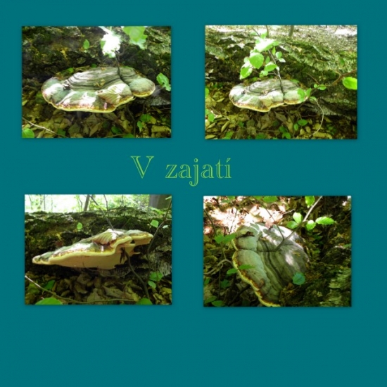 V zajatí