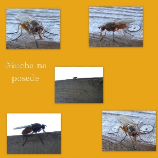 Mucha na posede