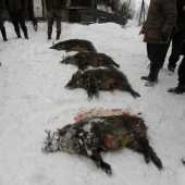 Na Štefana pred výradom