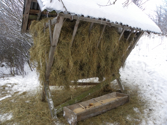 Dnešné prikrmovanie
