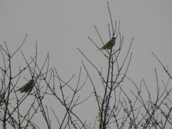 drozd čvikotavý (Turdus piralis)