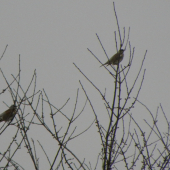 drozd čvikotavý (Turdus piralis)
