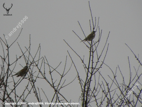 drozd čvikotavý (Turdus piralis)