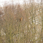 Vie niekto čo to je ?