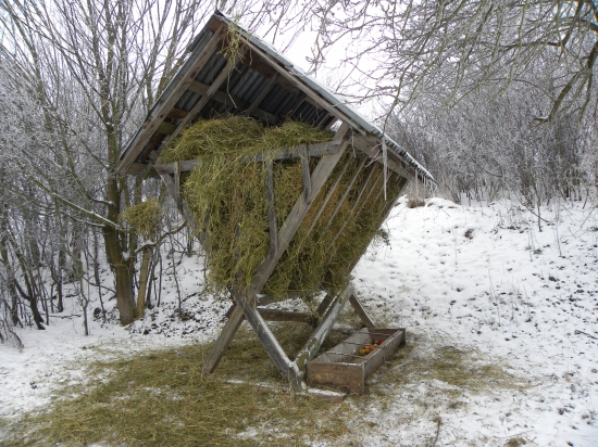 Dnešné prikrmovanie