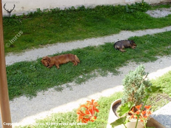 obedna siesta