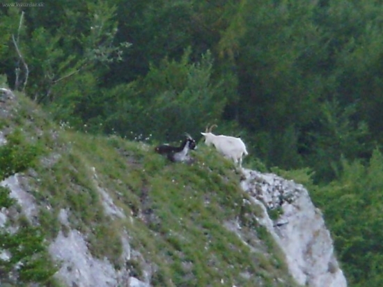 folkmarske kamzíky 1