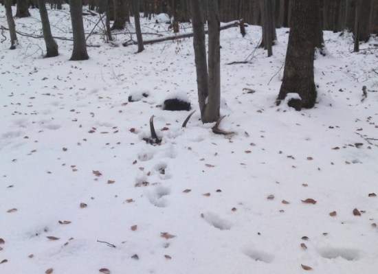 na diviačej stope..95 cm