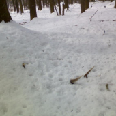 prekvapko pod snehom I.