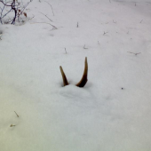 prkvapko pod snehom II.