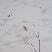 co vsetko zver odhrabe:)