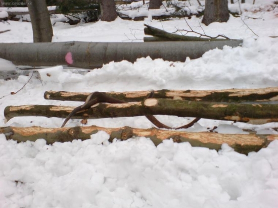 asi chystal drevo:))