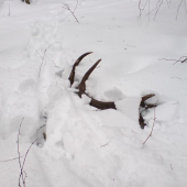 este bol teply, 2009