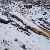 takzvany pilcicky zhod