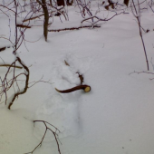 prekvapenie pod zvaznicou