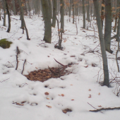 hmmm zas si neupratal postel:)