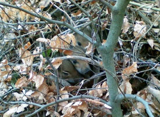 ...zhodári,pozor kam stúpate...
