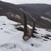 ...12-torák...2 kg...