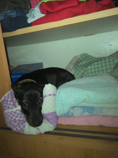 Všade som ho hľadal a nakoniec bol v skrini :):)