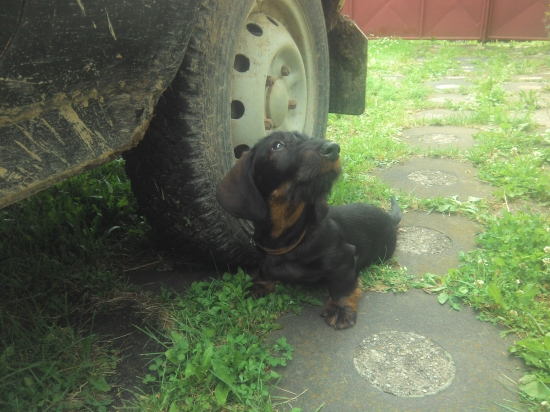 Viva Moravia čaká pri aute teši sa do lesa :)