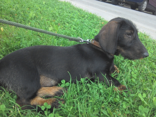 Monty pozoruje okolie :)