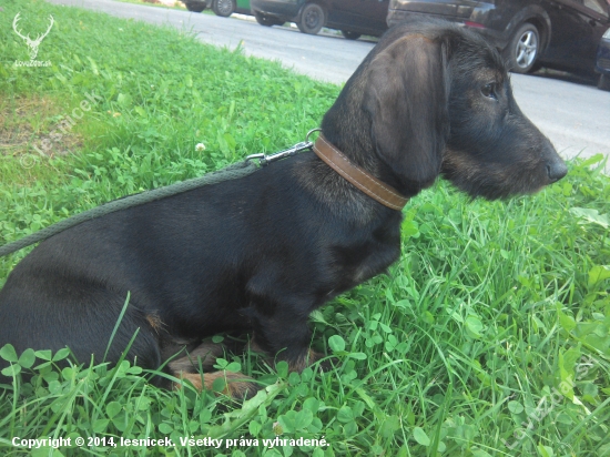 Monty 4 mesiace