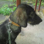 Monty